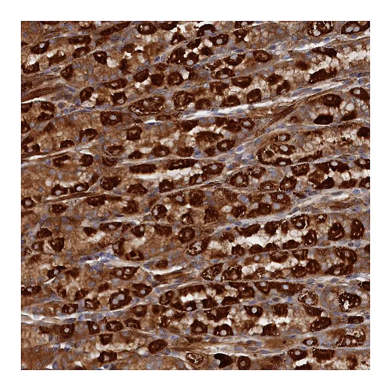 Atlas Antibodies Anti-TMEM196 Antibody