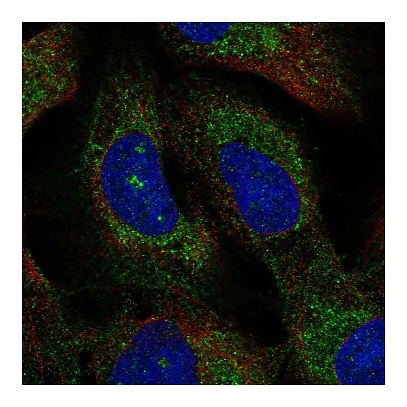 Atlas Antibodies Anti-TMEM212 Antibody