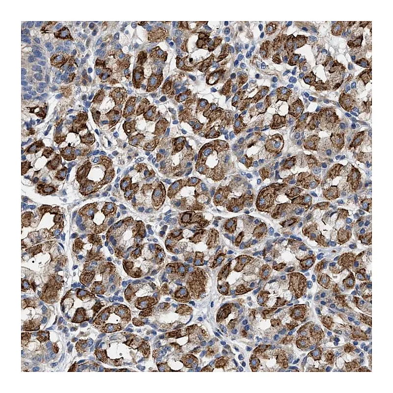 Atlas Antibodies Anti-TMEM222 Antibody