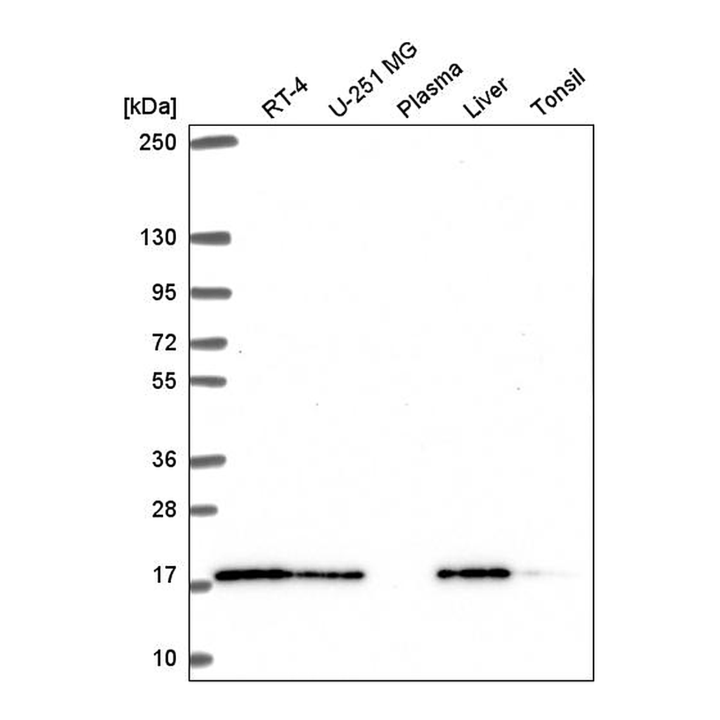 Atlas Antibodies Anti-TMEM230 Antibody