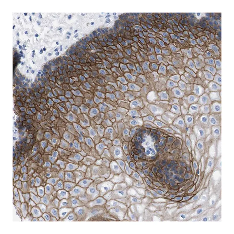 Atlas Antibodies Anti-TMEM243 Antibody
