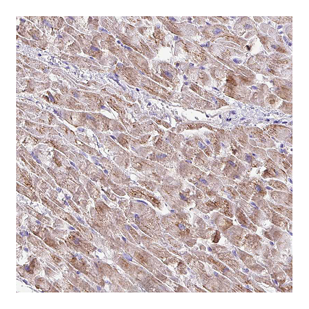 Atlas Antibodies Anti-TMEM246 Antibody