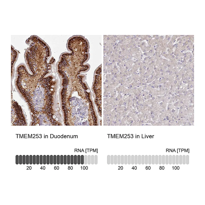 Atlas Antibodies Anti-TMEM253 Antibody