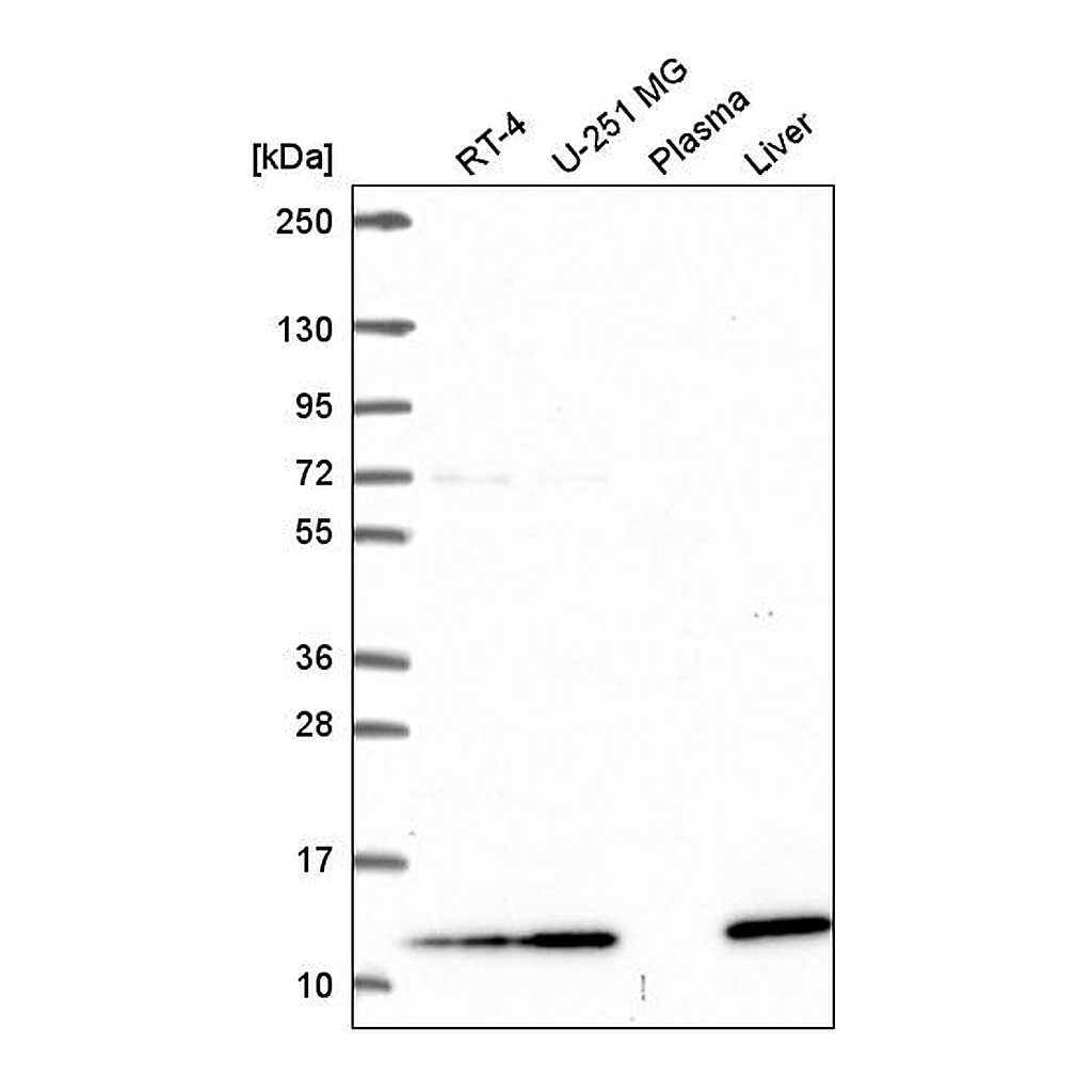 Atlas Antibodies Anti-TMEM256 Antibody