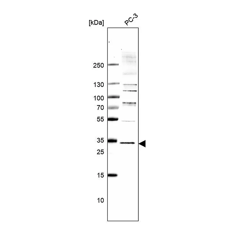 Atlas Antibodies Anti-TMEM255B Antibody