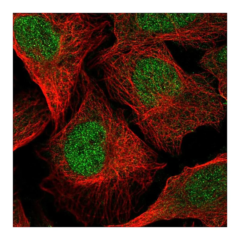 Atlas Antibodies Anti-TMEM267 Antibody