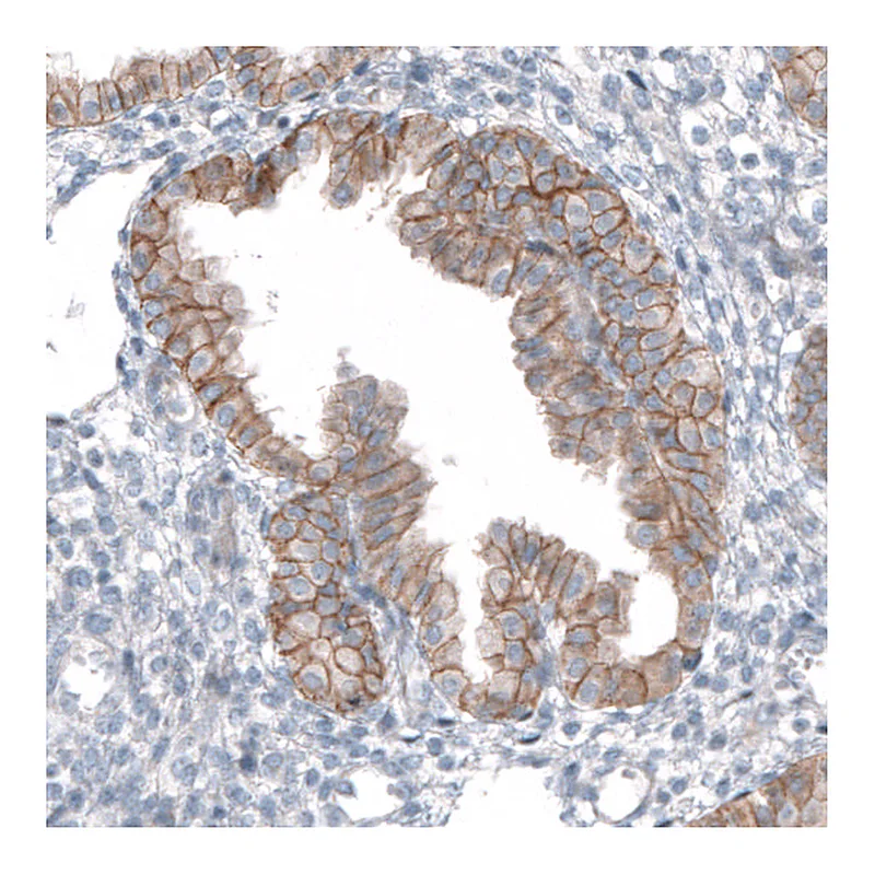 Atlas Antibodies Anti-TMEM30A Antibody