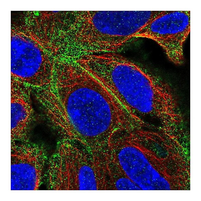 Atlas Antibodies Anti-TMEM50A Antibody