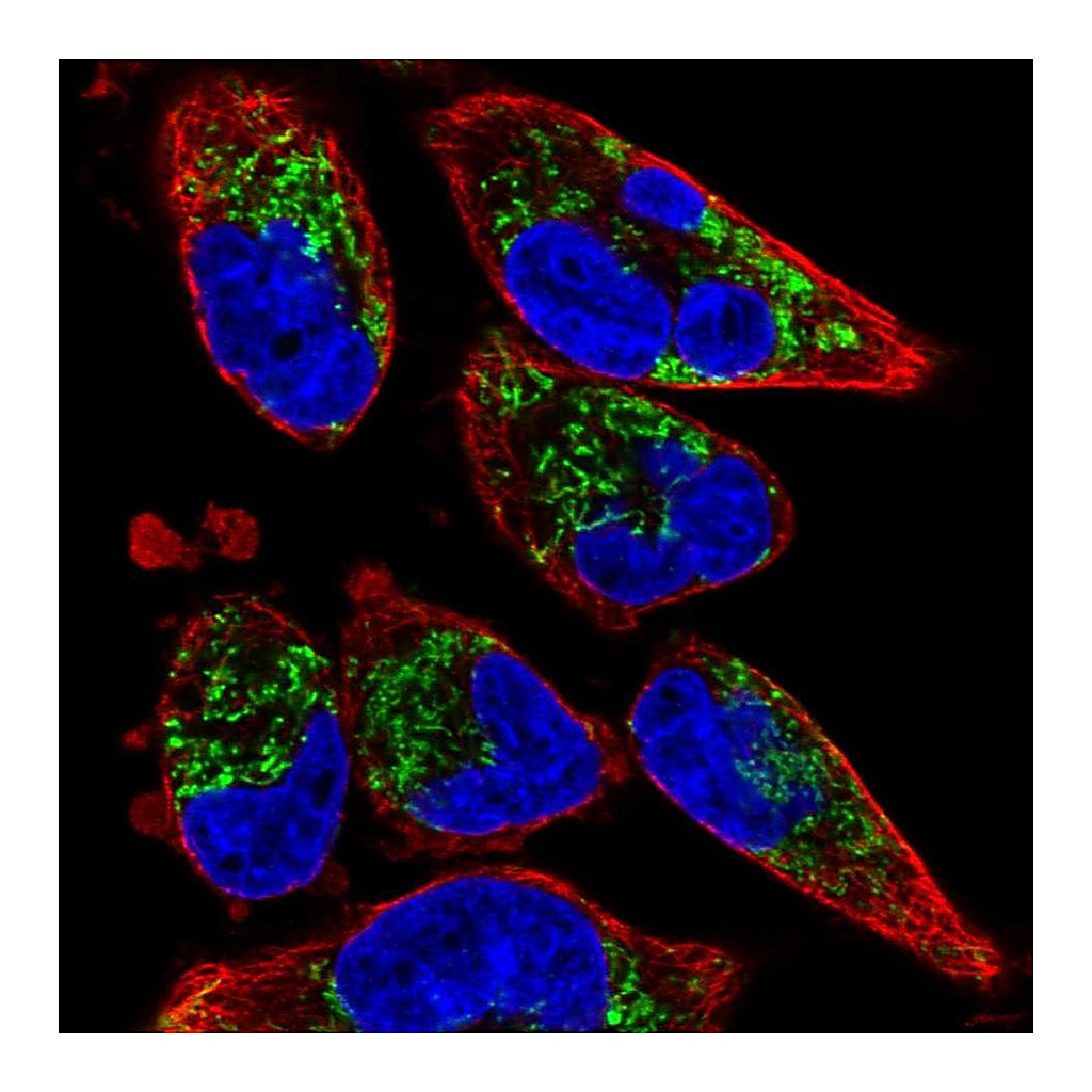 Atlas Antibodies Anti-TMEM71 Antibody