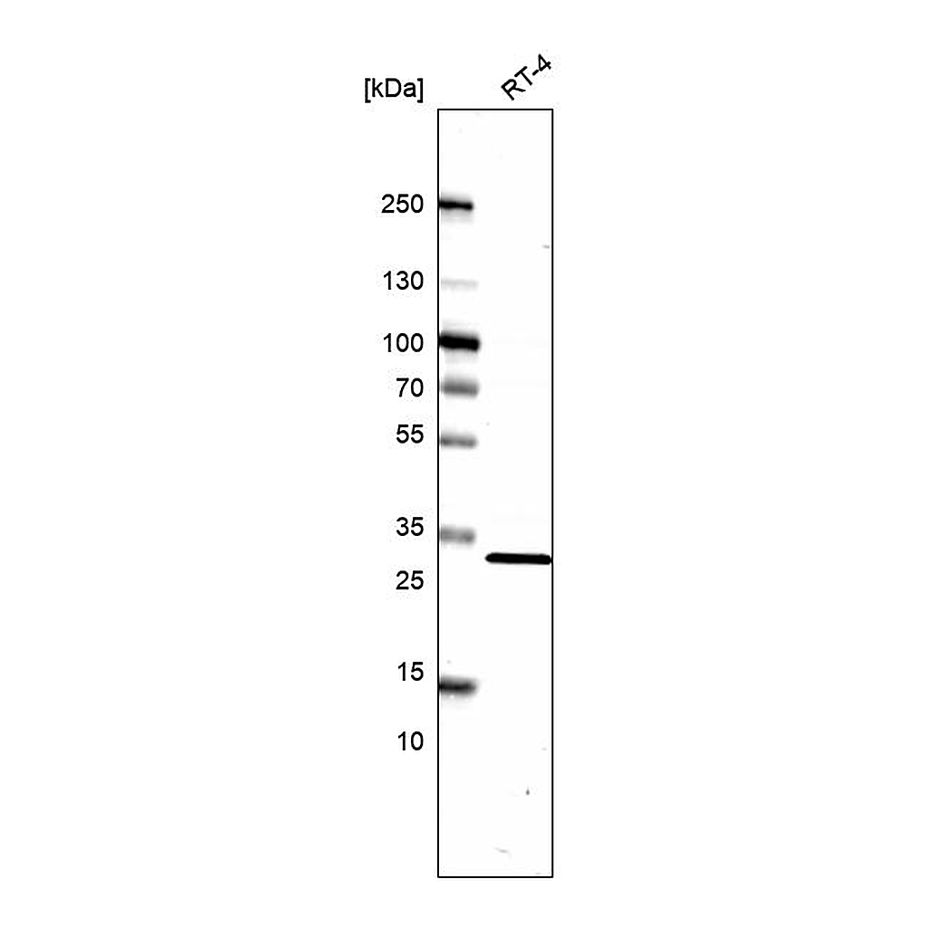Atlas Antibodies Anti-TMEM81 Antibody