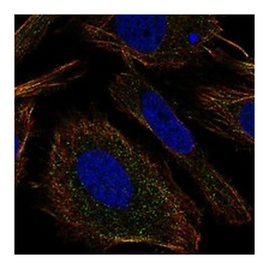 Atlas Antibodies Anti-TMEM9 Antibody