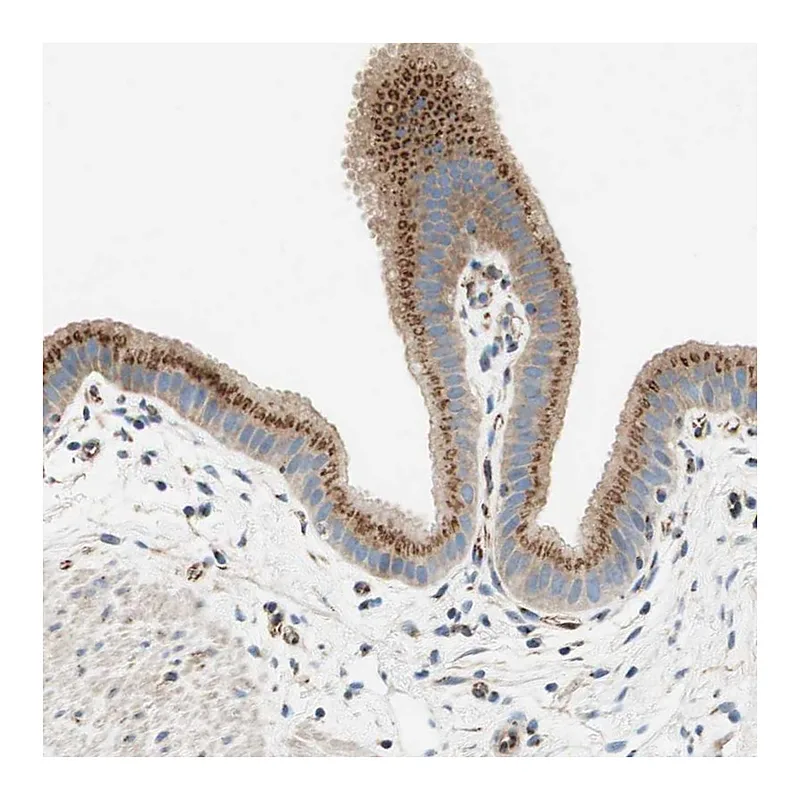 Atlas Antibodies Anti-TMF1 Antibody