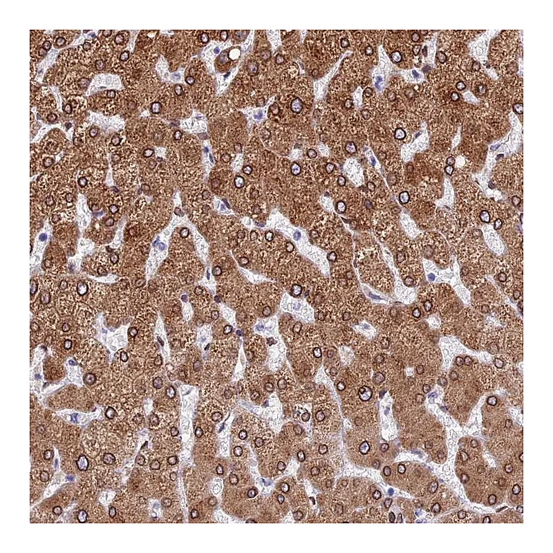 Atlas Antibodies Anti-TMPRSS7 Antibody
