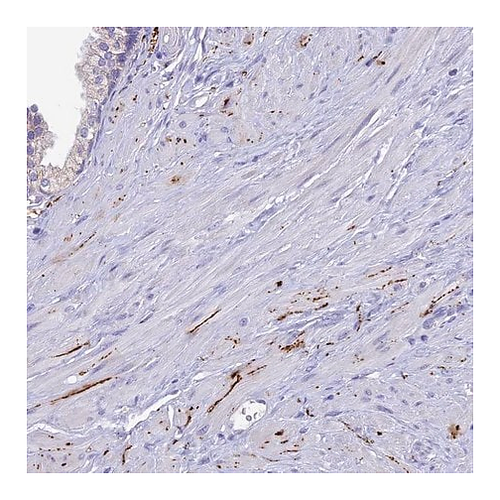 Merck Anti-NPY antibody produced in rabbit