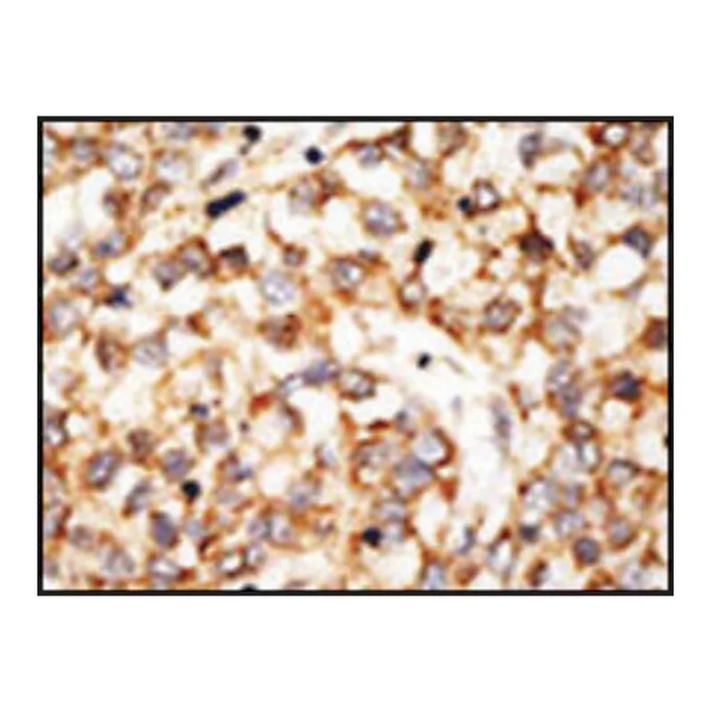 Merck Anti-Apobec1 (N-term) antibody produced in rabbit