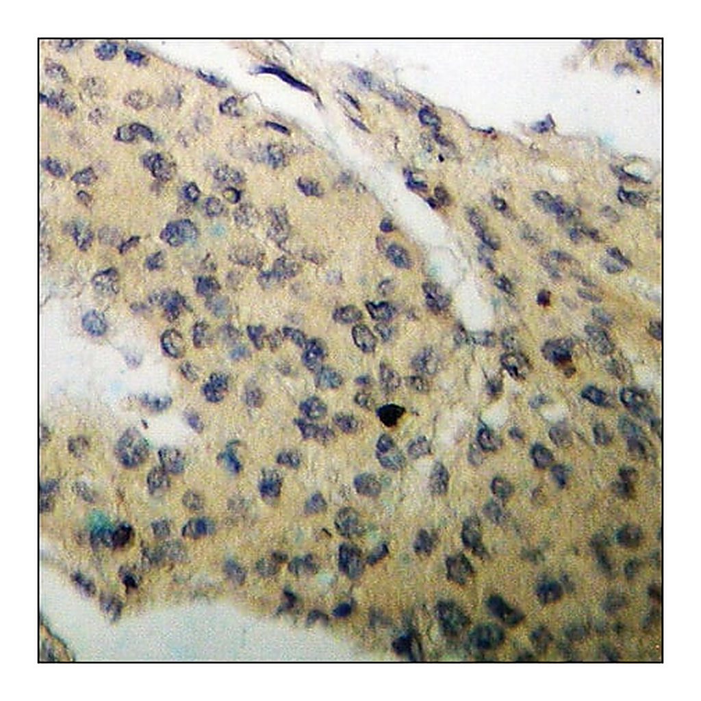 Merck Anti-phospho-c-PLA2 (pSer505) antibody produced in rabbit