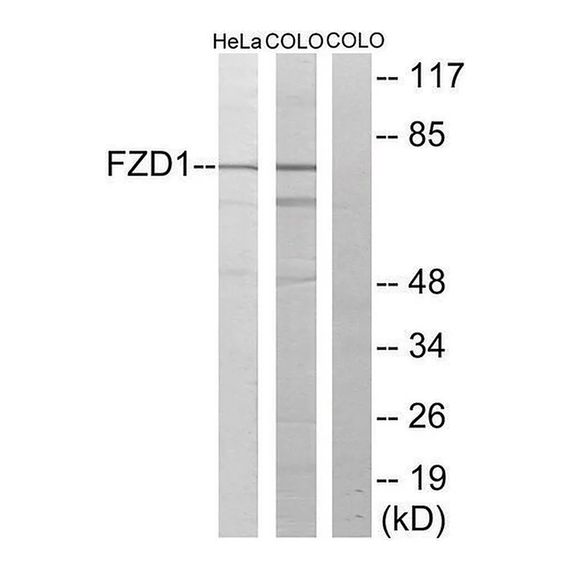 Merck Anti-FZD1 antibody produced in rabbit