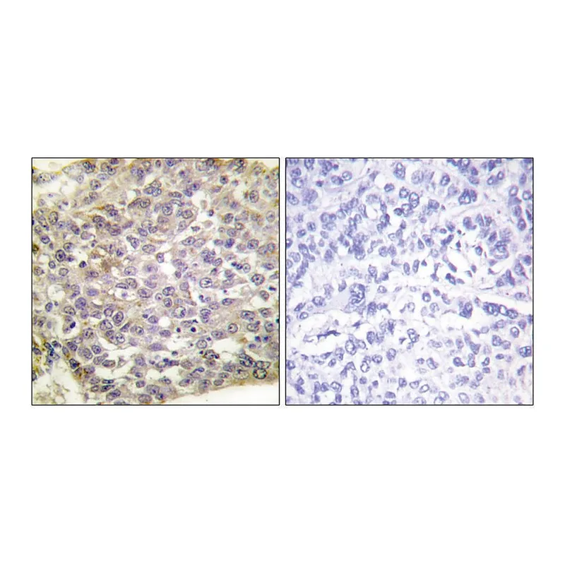 Merck Anti-14-3-3 zeta antibody produced in rabbit