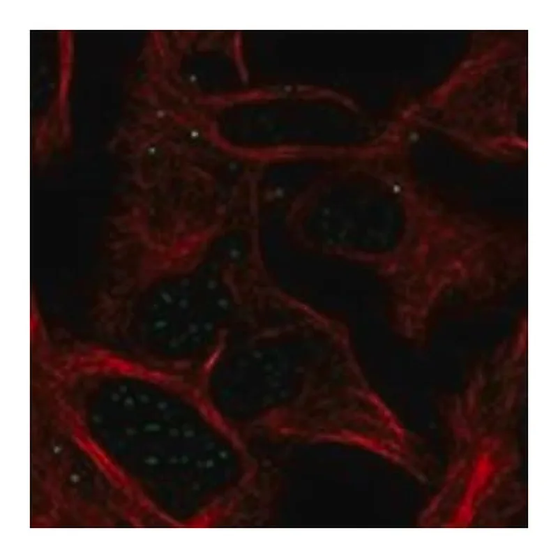 Merck Anti-ABHD17A antibody produced in rabbit