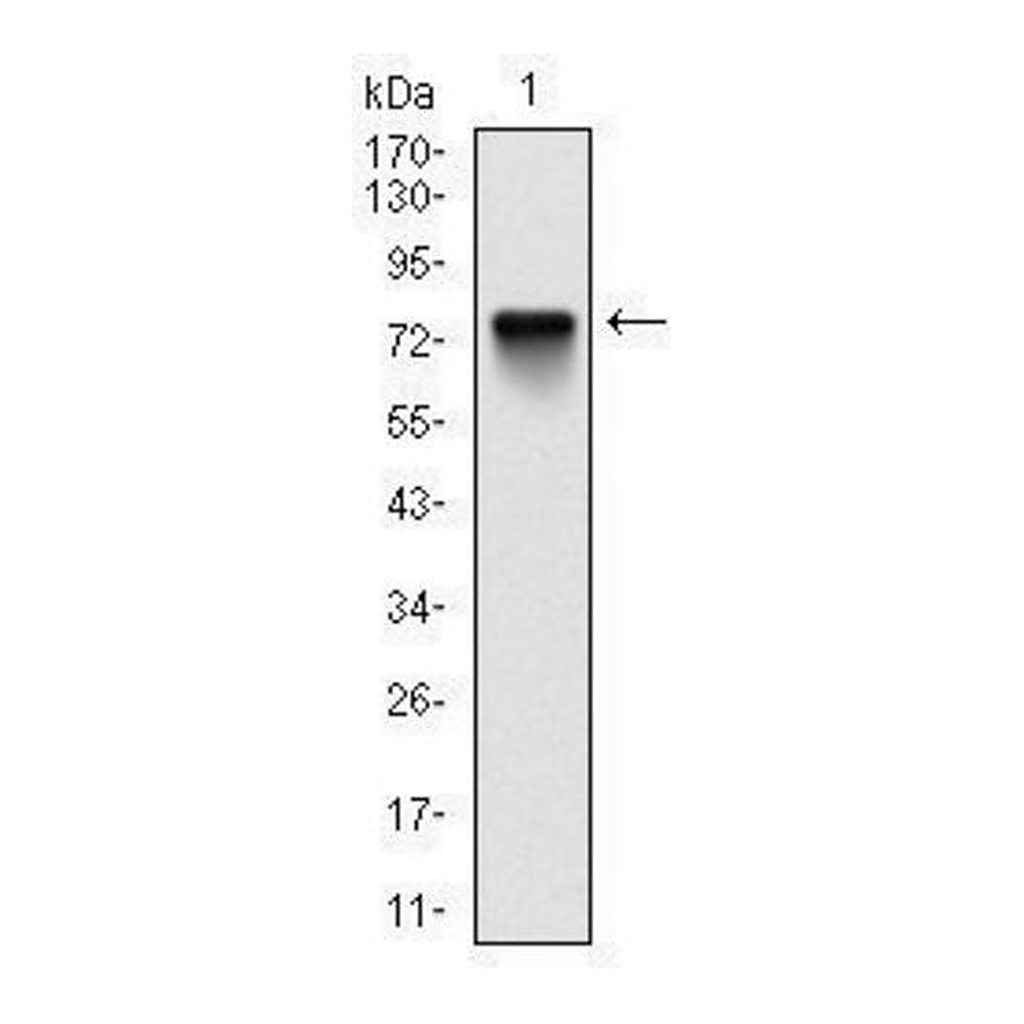 Merck Monoclonal Anti-BMI1 antibody produced in mouse