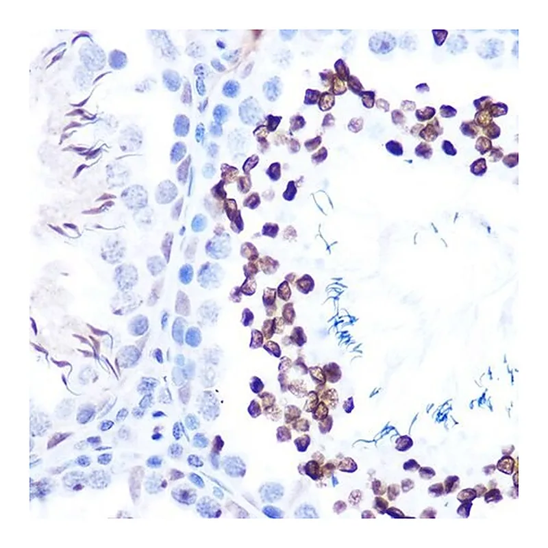 Merck Anti-Phospho-STAT1-S727 antibody produced in rabbit