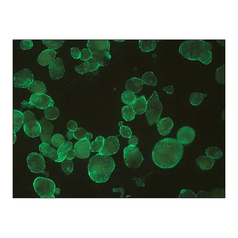 Merck Monoclonal Anti-HSV1 + HSV2 gB antibody produced in mouse