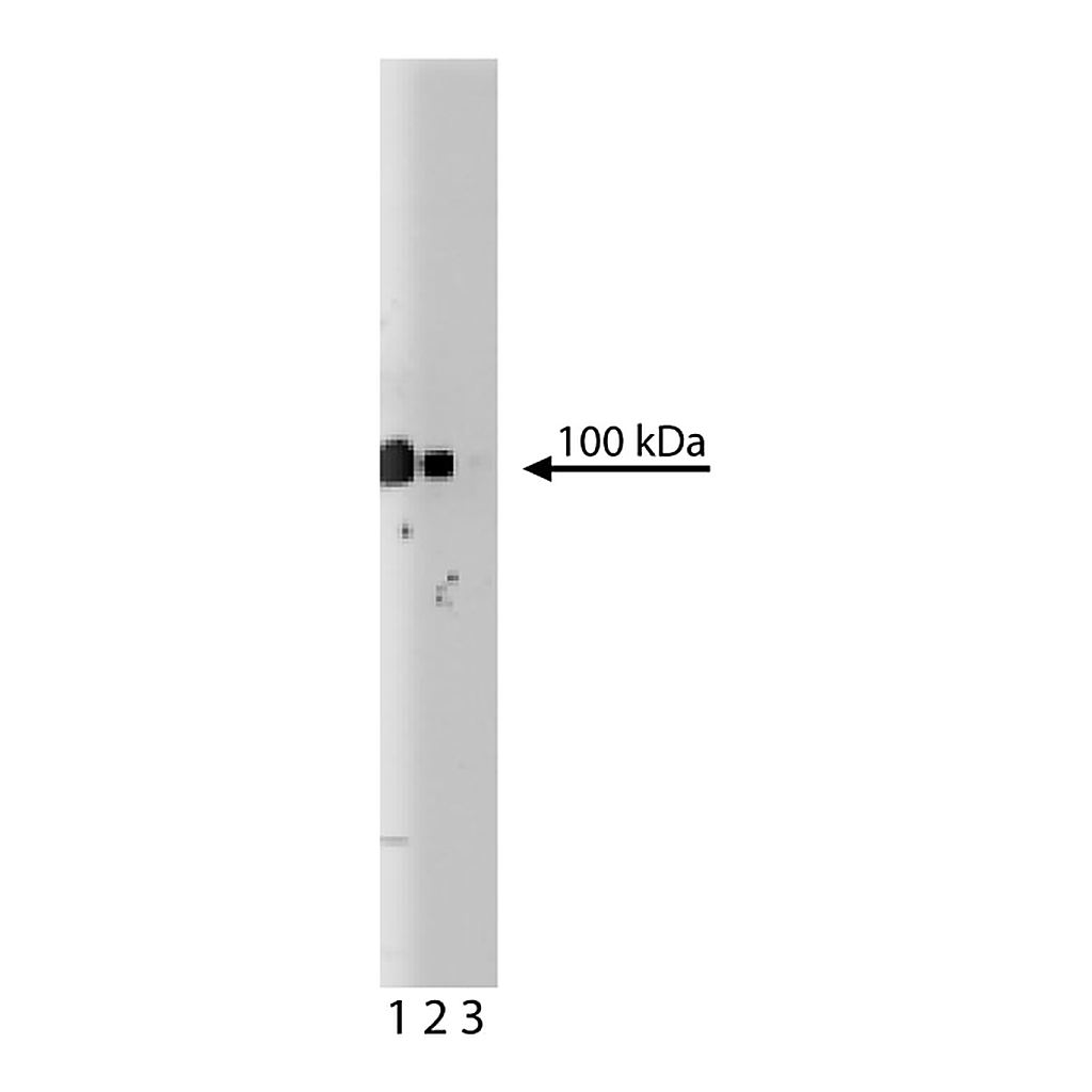BD Purified Mouse Anti-Human Plakophilin 2
