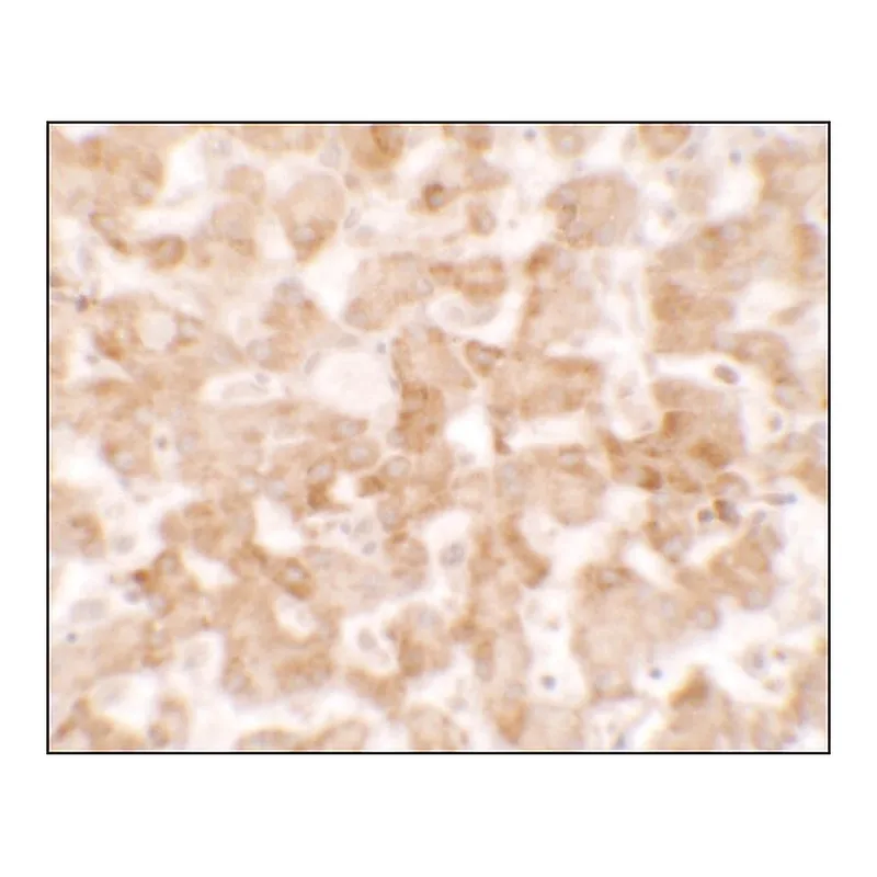 Merck Anti-TMEM135 antibody produced in rabbit