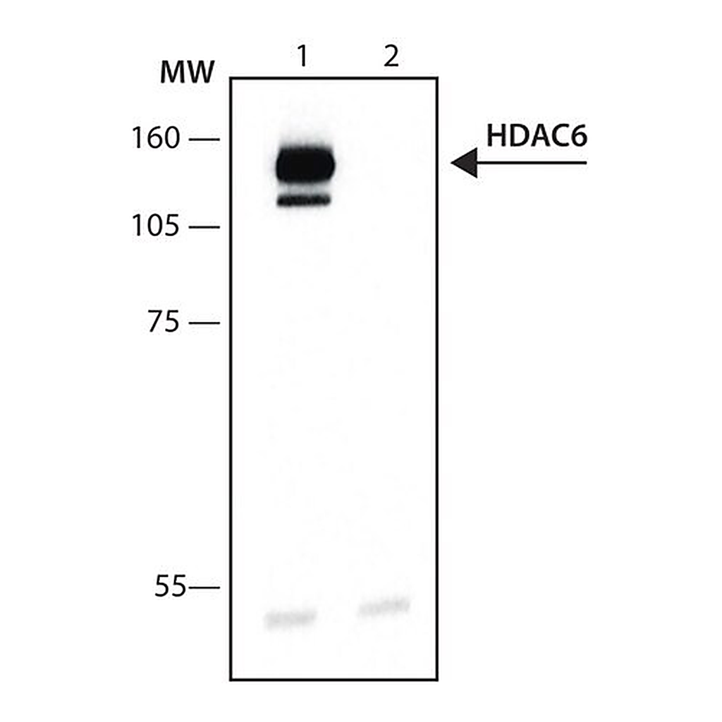 Merck Anti-Histone Deacetylase 6 (HDAC6) antibody produced in rabbit
