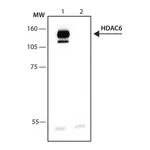 Merck Anti-Histone Deacetylase 6 (HDAC6) antibody produced in rabbit