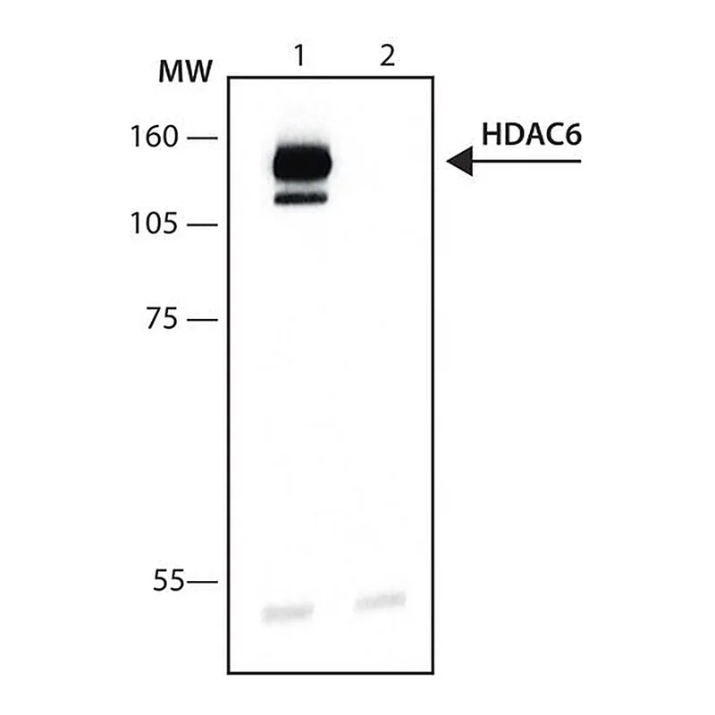 Merck Anti-Histone Deacetylase 6 (HDAC6) antibody produced in rabbit