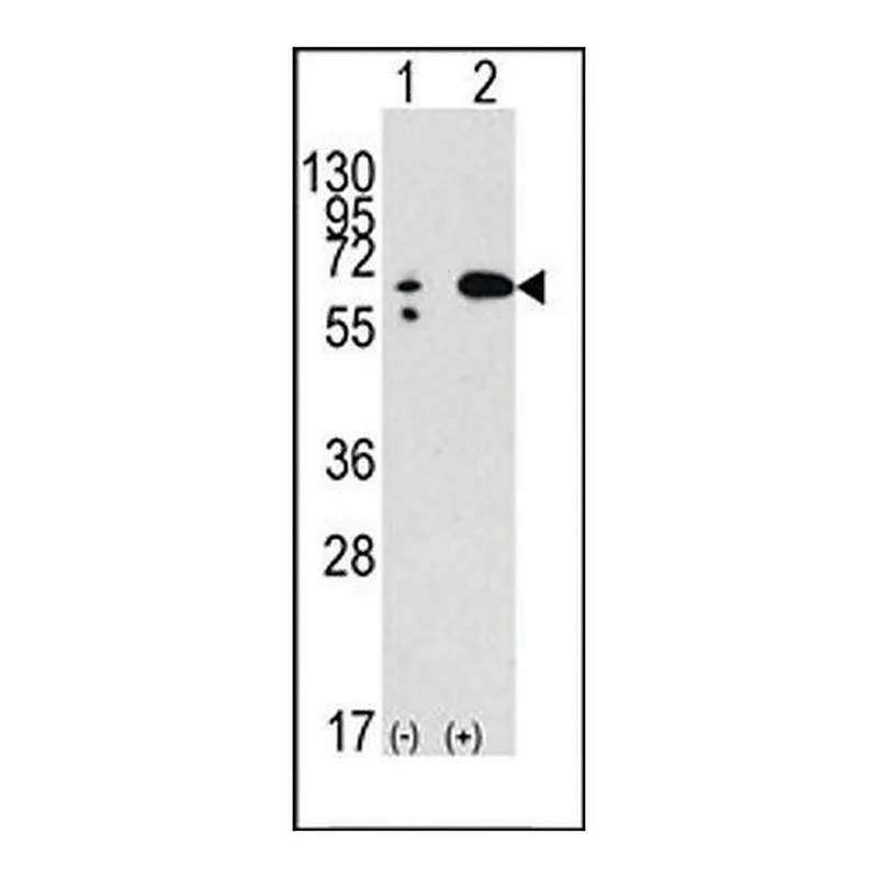 Merck ANTI-BECLIN 1 antibody produced in rabbit