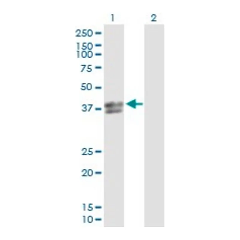 Merck Anti-INHBE antibody produced in rabbit