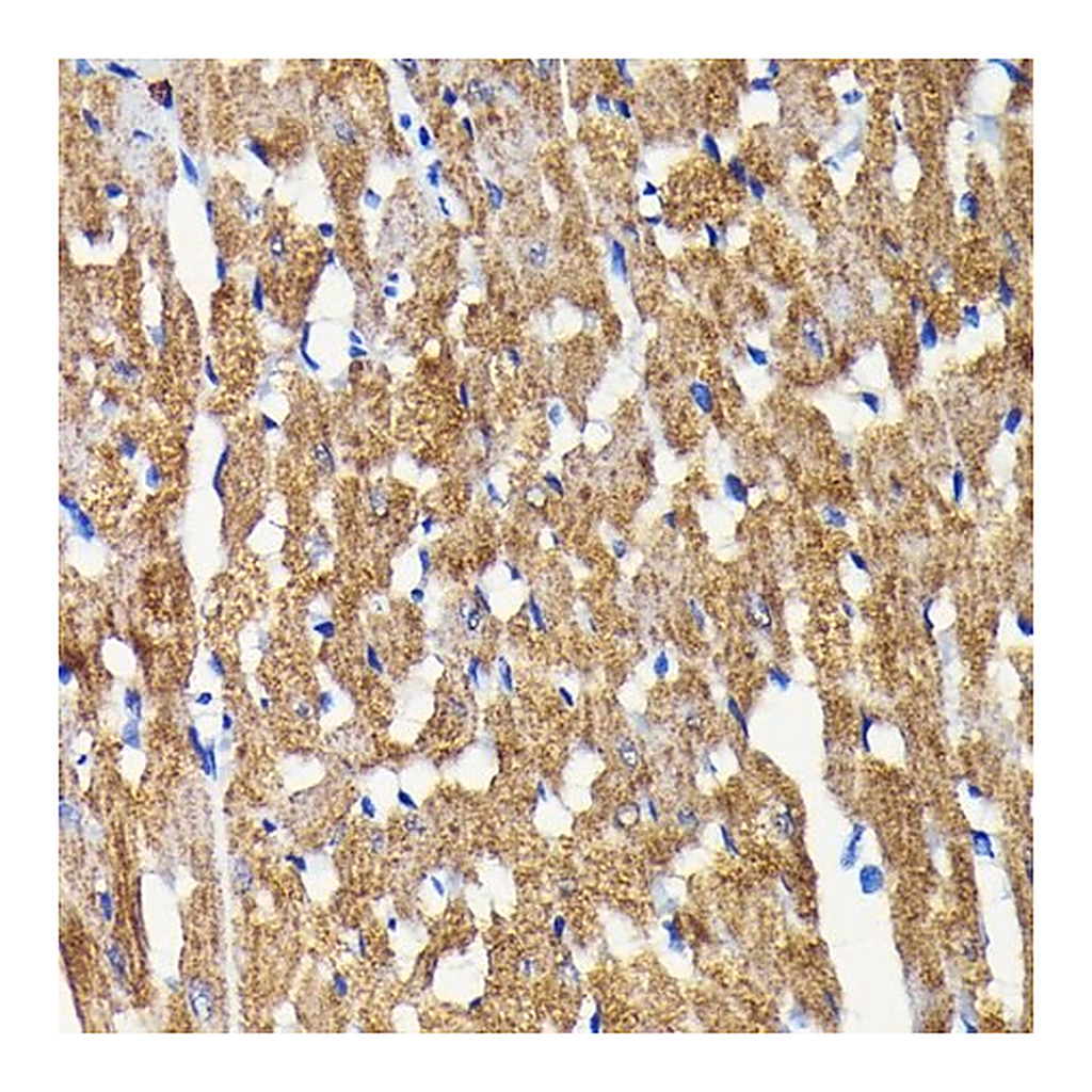 Merck Anti-BNIP3 antibody produced in rabbit