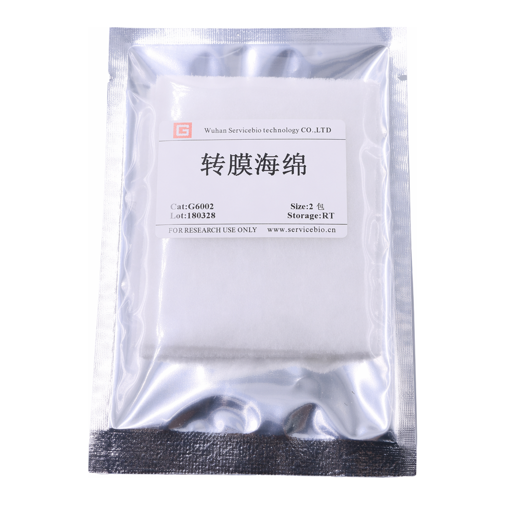 Servicebio Transfer Sponge