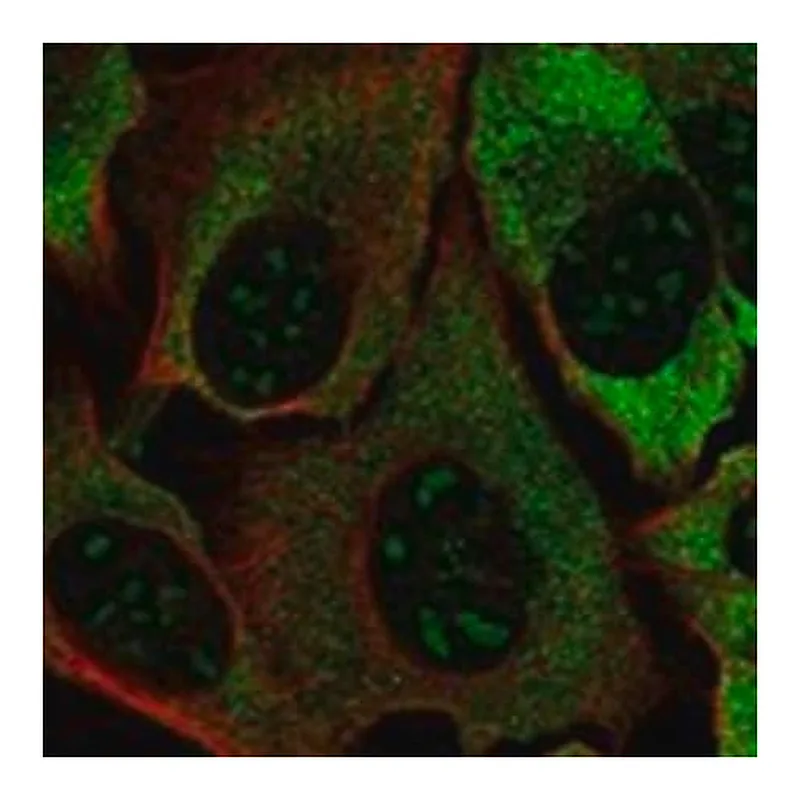 Merck Anti-DOHH antibody produced in rabbit