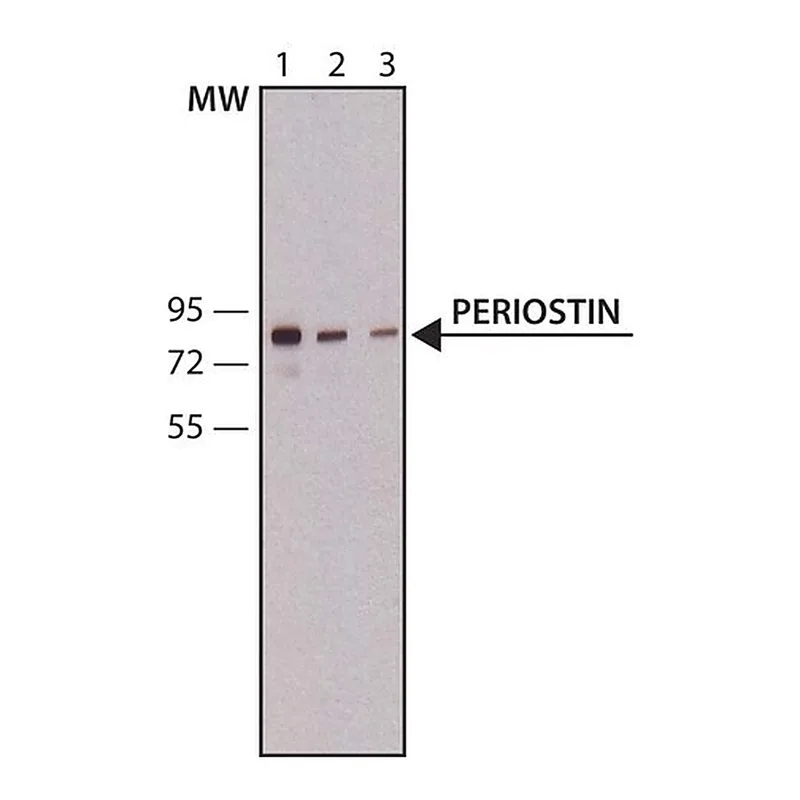 Merck Anti-Periostin antibody,Mouse monoclonal