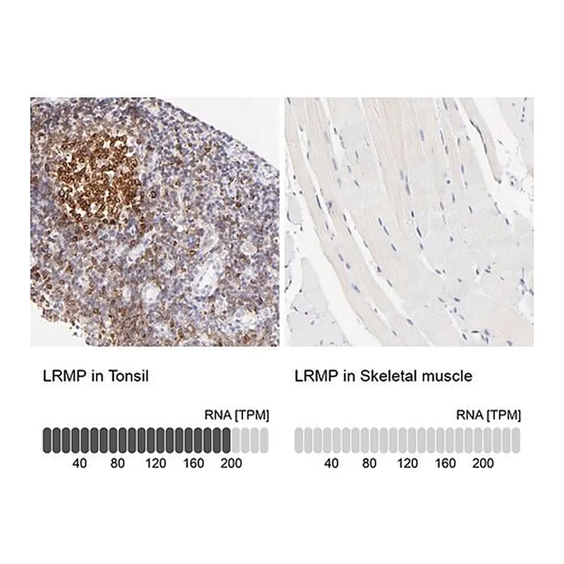 Merck Anti-LRMP antibody produced in rabbit