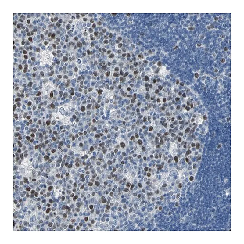 Merck Anti-MCM3 antibody produced in rabbit