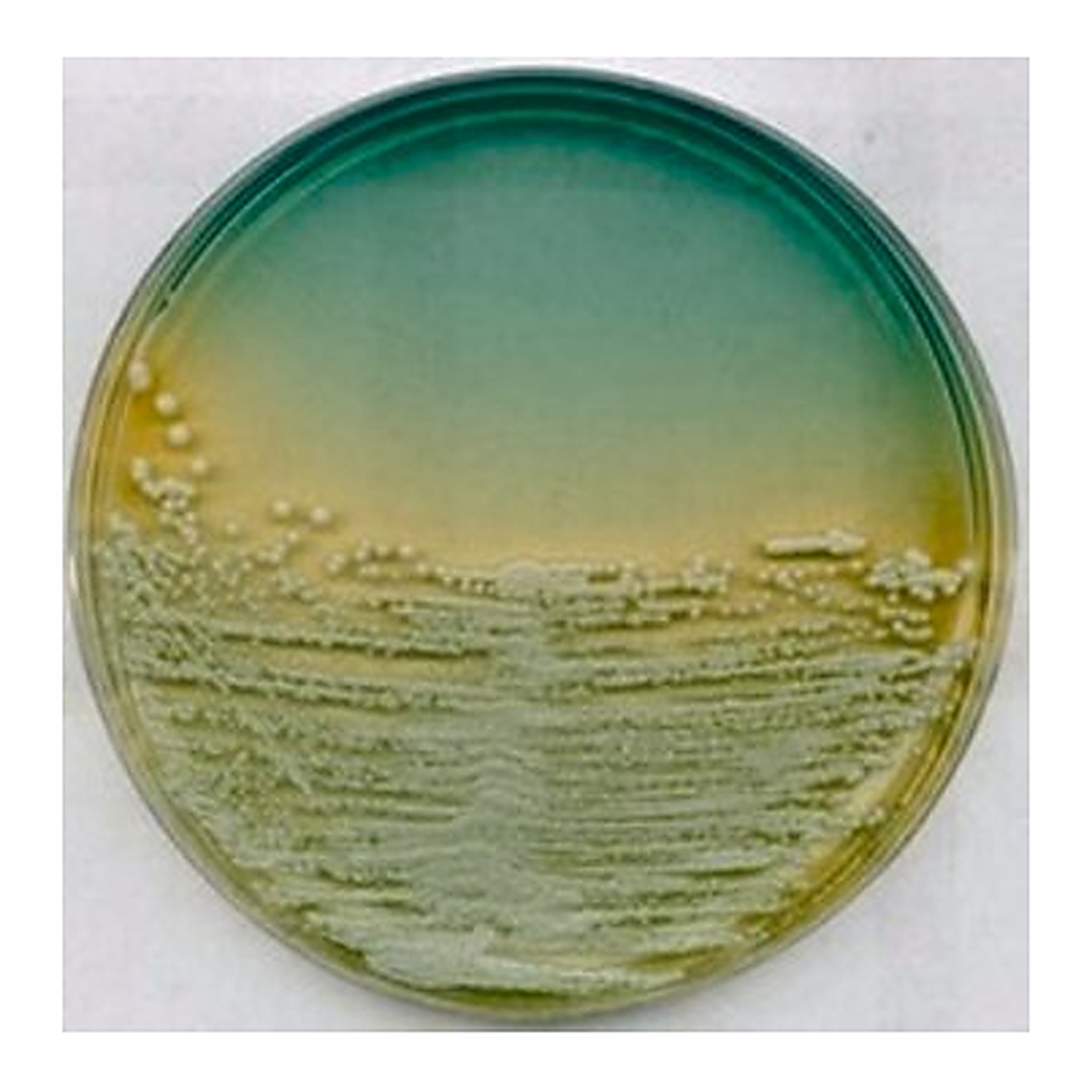 Merck WL Nutrient AgarNutriSelect Plus