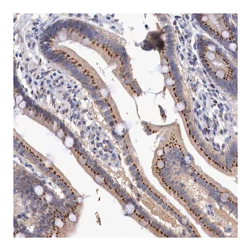 Merck Anti-SYAP1 antibody produced in rabbit