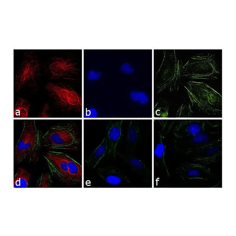 Thermo Fisher Scientific Goat anti-Rabbit IgG (H+L) Highly Cross-Adsorbed Secondary Antibody, TRITC