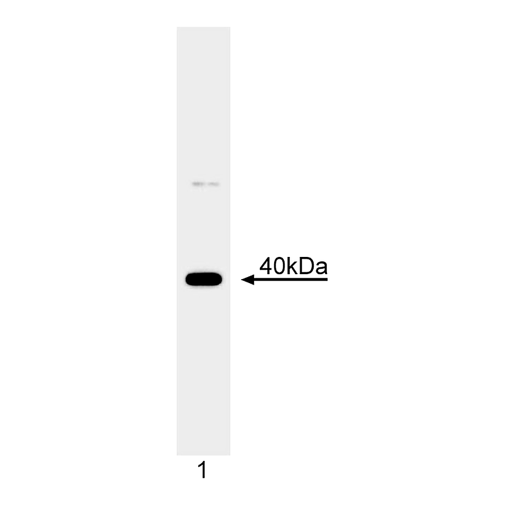 BD Purified Mouse Anti-Human MCL-1
