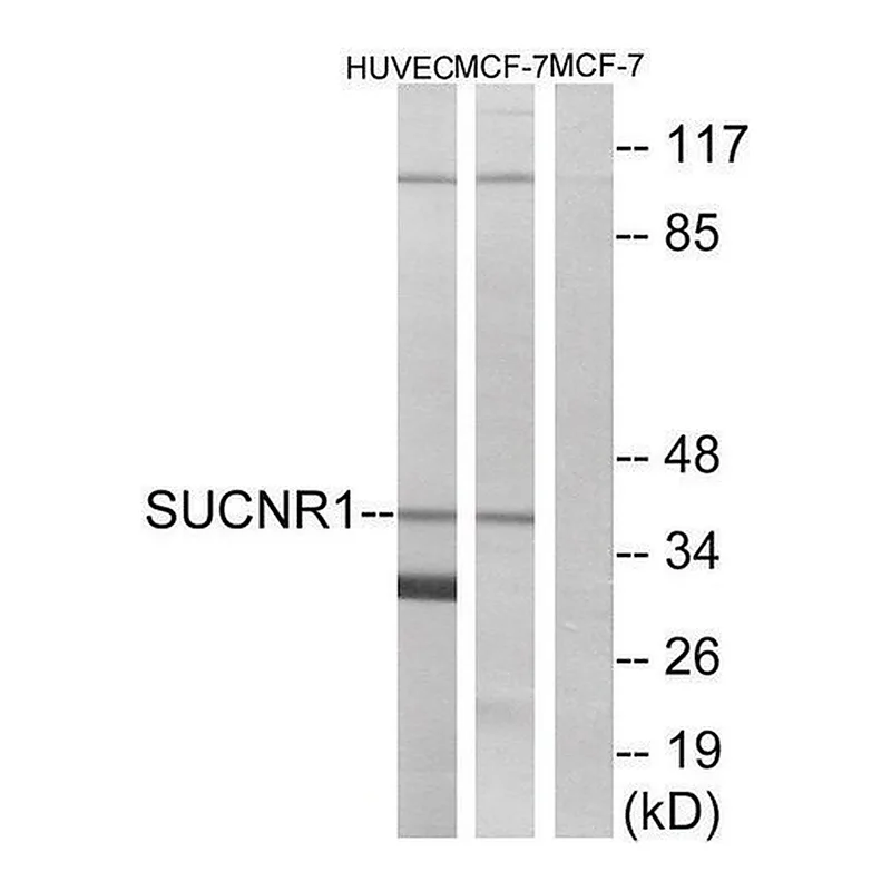 Merck Anti-SUCNR1 antibody produced in rabbit