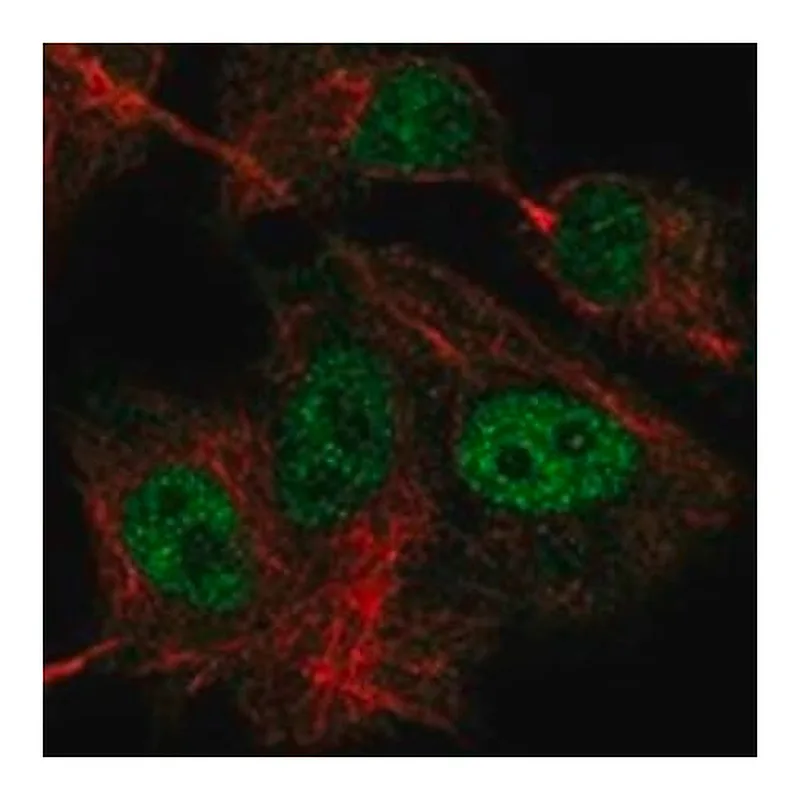 Merck Anti-GTF3C1 antibody produced in rabbit