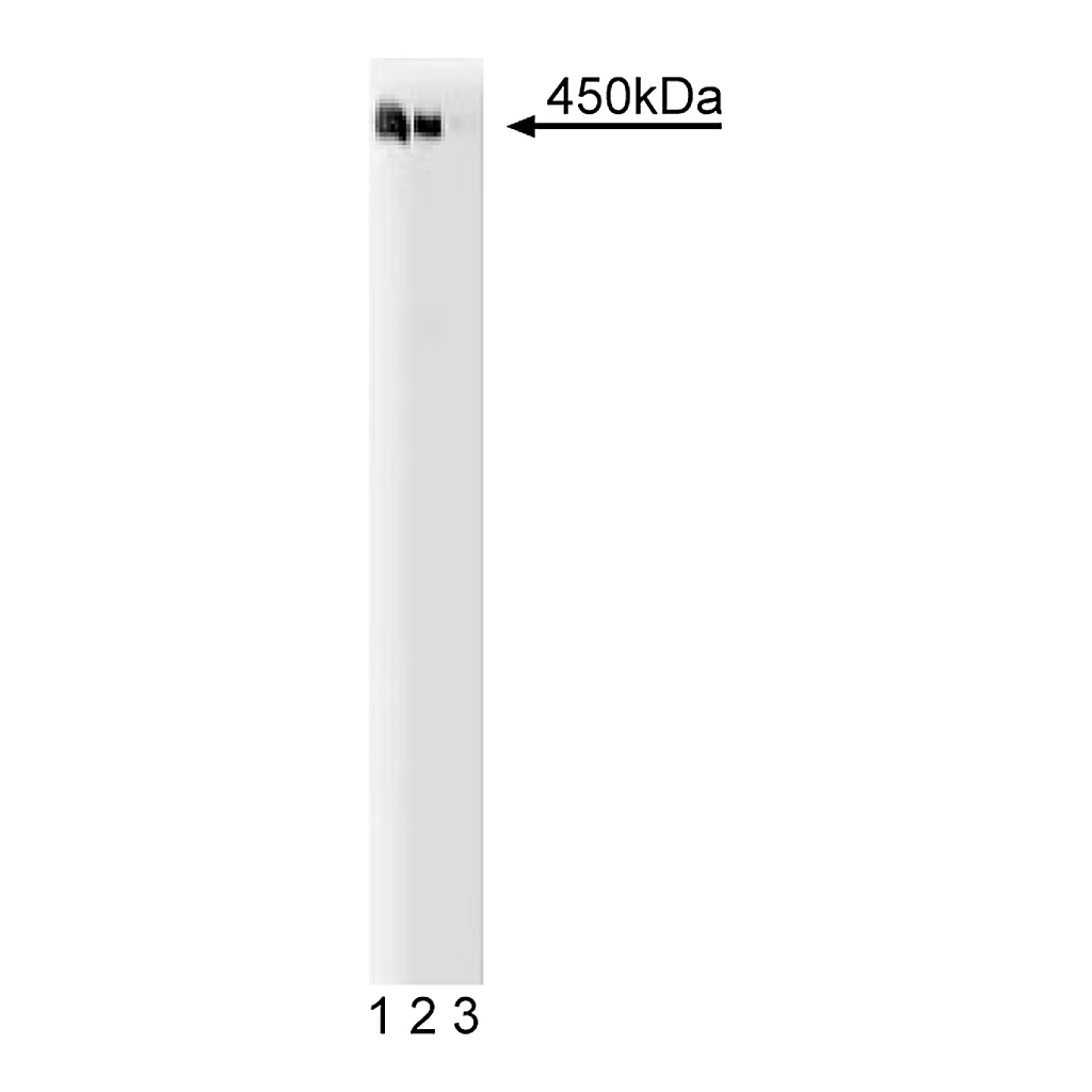 BD Purified Mouse Anti-Human AKAP450