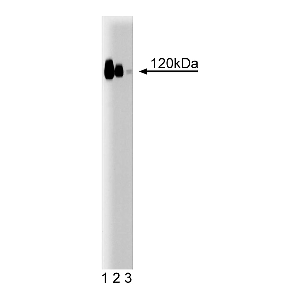 BD Purified Mouse Anti-E-Cadherin