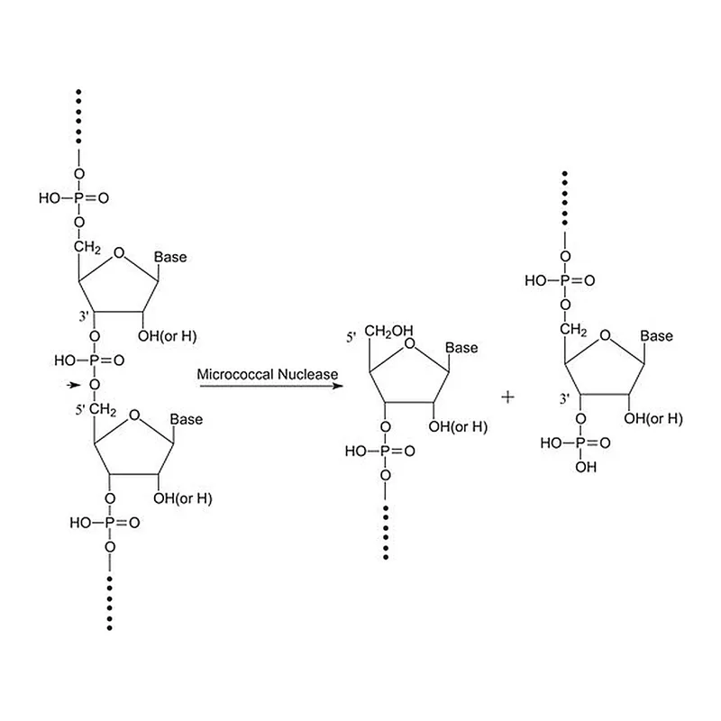 Merck Nuclease micrococcal from Staphylococcus aureus