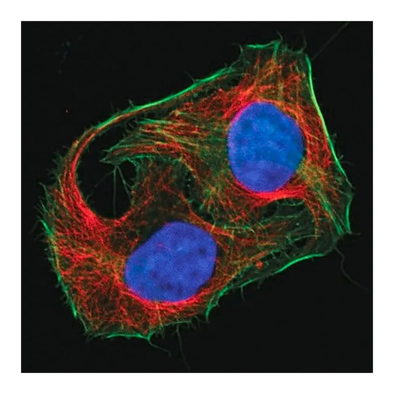 Merck Mix-n-Stain(TM) CF(TM) 555 Antibody Labeling Kit (50-100mug)