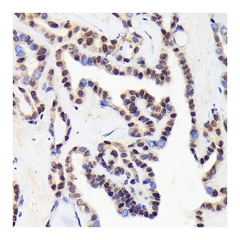 Merck Anti-CDCA5 antibody produced in rabbit